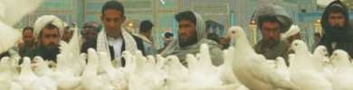 mazari-shalief.jpg Dubai travel and tours, Hotel Dubai Desert Safari, Hatta safari